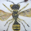 Wasp Brooch