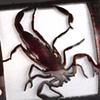 Scorpion Light