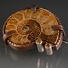 Ammonite Pin with Citrine
