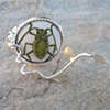 Aphid Ring