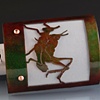 Mating Grasshoppers Light