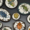 Entomology Collection