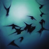 Fly by Night