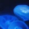 Deep Blue