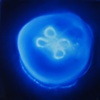 Moon Jelly IV