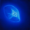 Moon Jelly I