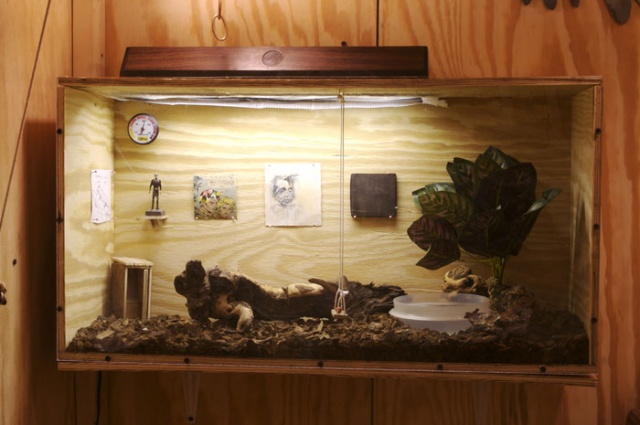 Cabin of Curiosity