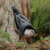 "nuthatch with seed"