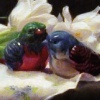 "lovebirds"