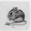 "kitchen mouse"