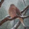 "winter mourning"