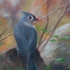 "titmouse"
