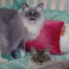 "Rocky and Dollface"