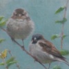 "house sparrow family"