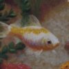 "Whitey the goldfish"