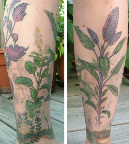 Kitchen Herbs (Mint and Tricolor Sage)