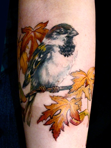 Maple Sparrow