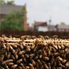 Beautification of Vacant Space (Bees)