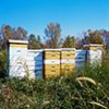 The Pruitt-Igoe Bee Sanctuary