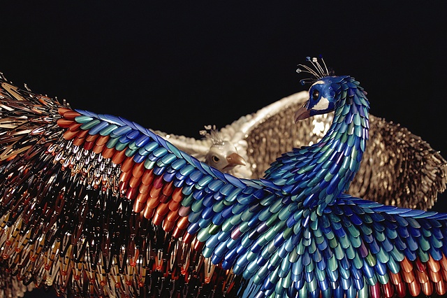 Birds of Paradise