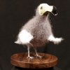 Dodo
