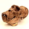 Hominid: Mountain Gorilla II