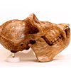 Hominid: Mountain Gorilla II