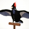 Ivory Billed Woodpecker