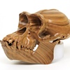 Hominid: Chimpanzee