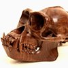 Hominid: Chimpanzee II