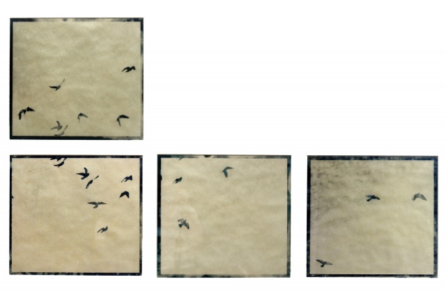 Flight, Flock, Rock Pigeon