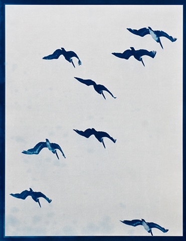 birds hang motionless