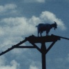 My Little Goat