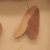 Specimen 3