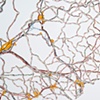 Synapse (detail)
