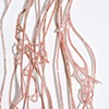 Lineage (detail)