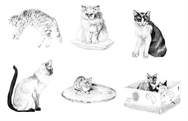 Cat spot illustrations, Little Burgundy