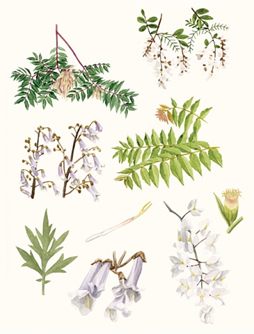 Melinda Josie,Melinda,Josie,Brooklyn Magazine,Brooklyn,magazine,Gowanus Canal,illustration,watercolour,painting,plants,animals,sea life