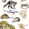 Species of the Gowanus Canal, Brooklyn (Animals and Sea Life)