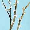 Kittenwillows