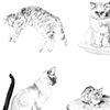 Cat spot illustrations, Little Burgundy