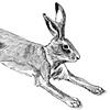 Running Hare- Sketch