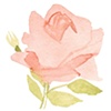 Rose Bud