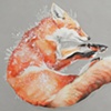 Red Fox