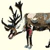 Reindeer