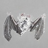 Silver-Haired Bat