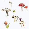 Paddestoelen Stad