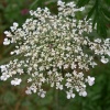 Queen Anne's Lace