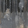 The Forest