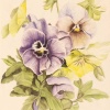 Pansies